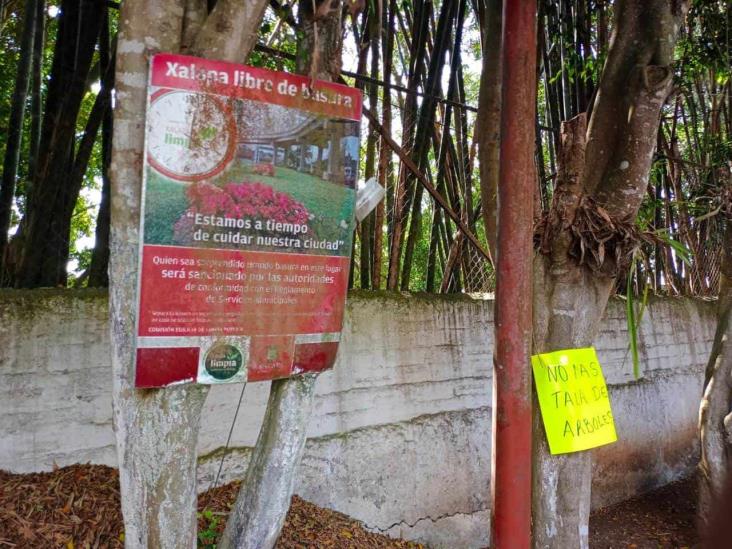 No al derribo de 40 árboles en panteón Palo Verde, en Xalapa: vecinos