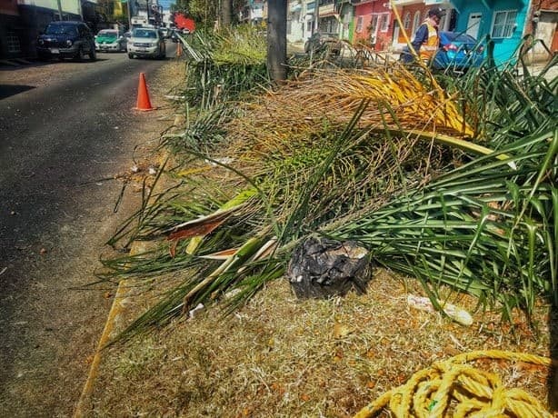 Gobierno de Ahued defiende poda y tala de árboles en Xalapa en plena ola de calor