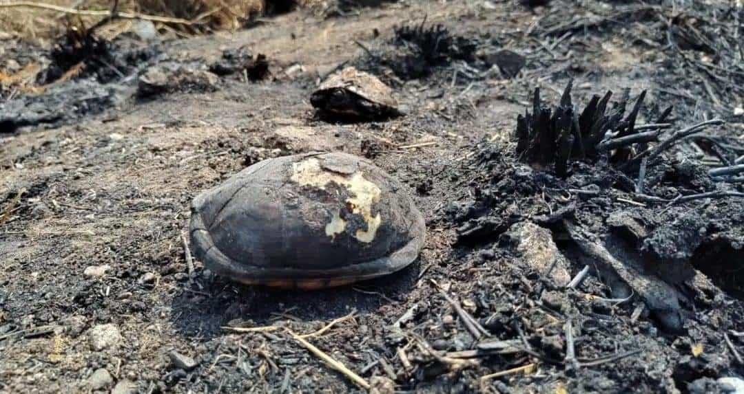 Incendios en zonas de manglares de Veracruz acaban con fauna silvestre