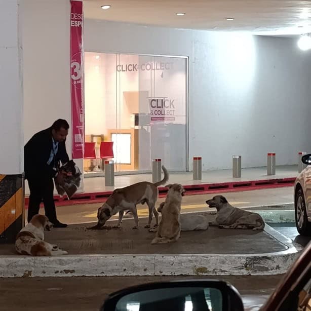 Trabajador de Liverpool se viraliza por dar alimento a perritos de la calle en Coatzacoalcos | FOTOS