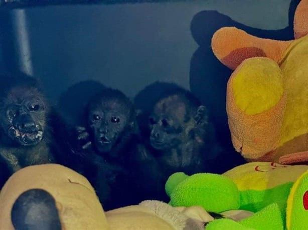 Así sobrevivieron tres crías de mono aullador a ola de calor en Hidalgotitlán