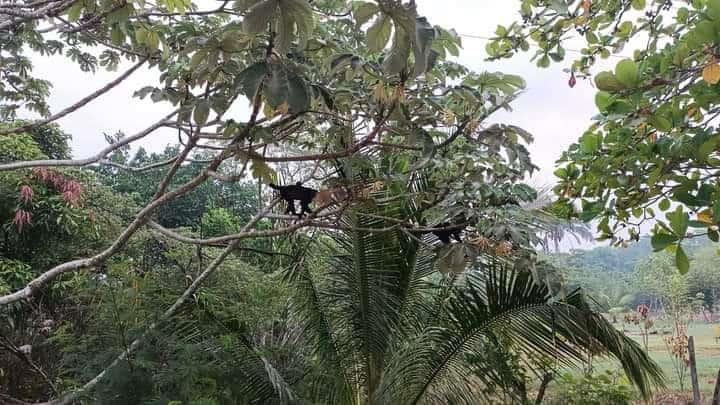 Así sobrevivieron tres crías de mono aullador a ola de calor en Hidalgotitlán
