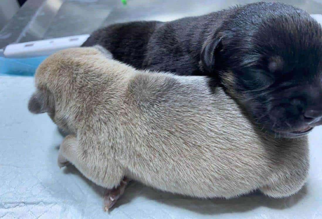 Pondrán en adopción a cachorros utilizados para presunta santería en fraccionamiento de Veracruz