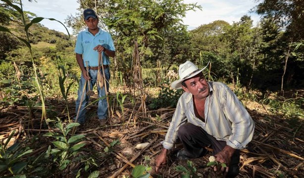 Federación aplicará estas 5 acciones en campos de Veracruz por cambio climático