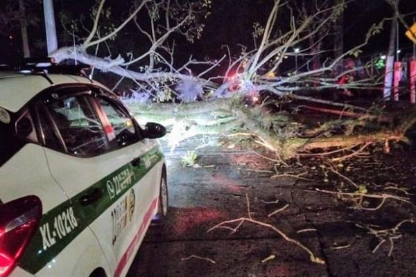 Cae árbol en avenida Ruiz Cortines; derriba un poste de CFE