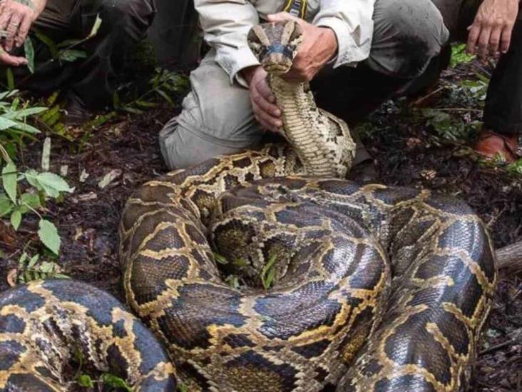 Hallan a mujer en estómago de serpiente de 6 metros en Indonesia