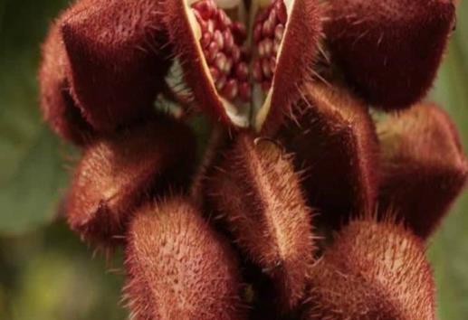 Estudian en México la semilla de achiote, puede servir para medicinas