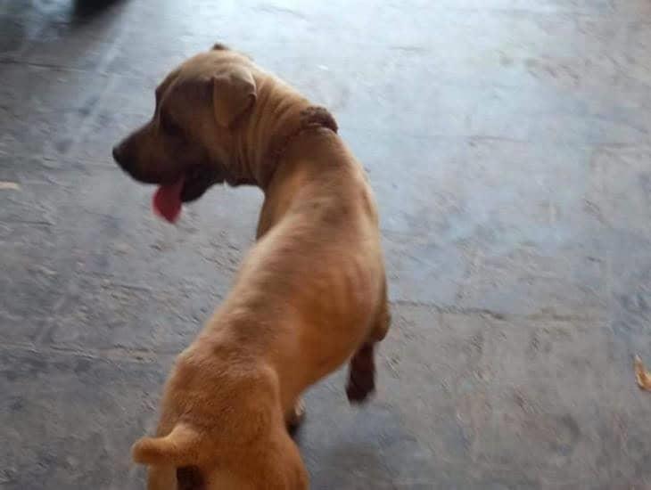 Perro callejero ataca a transeúntes en la colonia San Miguel 