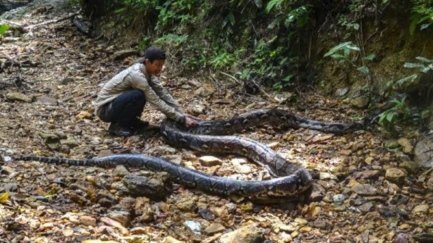 Hallan a mujer en estómago de serpiente de 6 metros en Indonesia