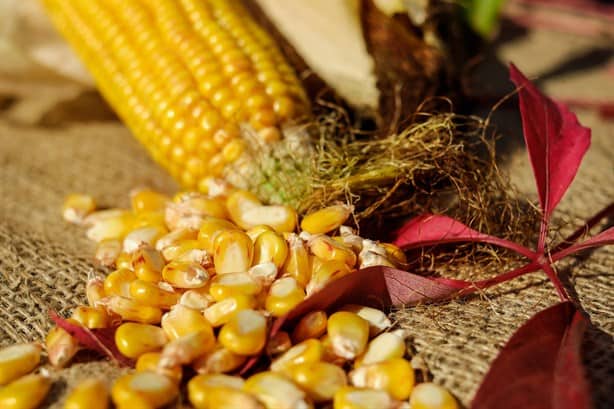 Implementan 3 acciones para proteger razas de maíz nativo, algunas están en Veracruz