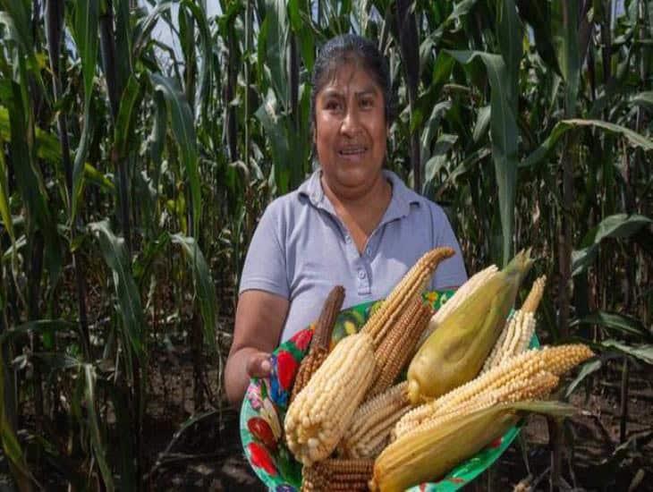 Implementan 3 acciones para proteger razas de maíz nativo, algunas están en Veracruz