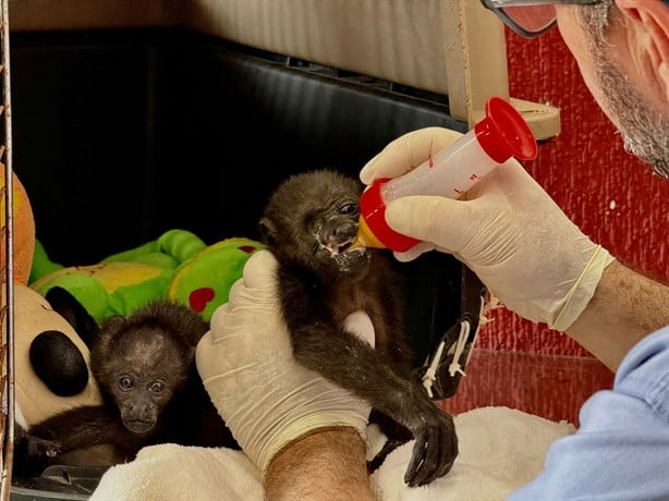 La trágica historia de Titita, Simona y Xena; las 3 crías de mono aullador rescatadas en Hidalgotitlán | VIDEO
