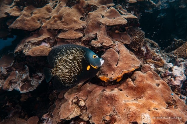 Estas son las fotografías ganadoras del concurso subacuático que retrata los arrecifes de Veracruz 