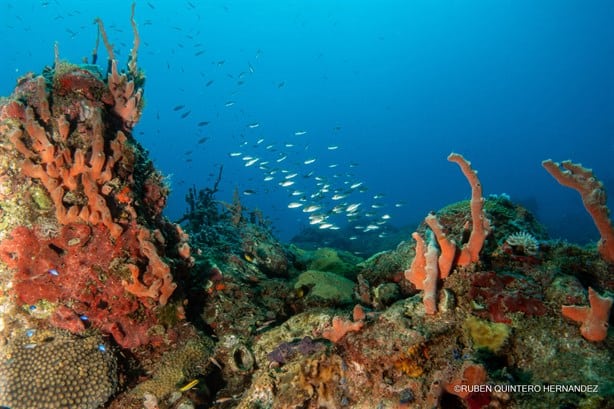 Estas son las fotografías ganadoras del concurso subacuático que retrata los arrecifes de Veracruz 