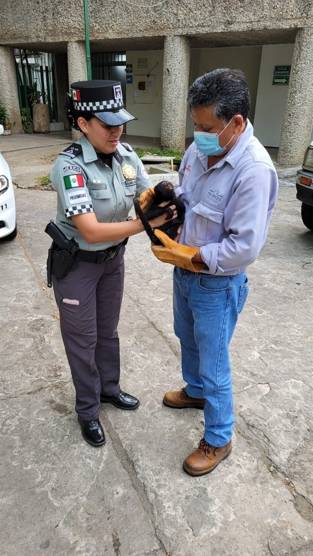 Guardia Nacional rescata a mono aullador de presunto traficante en límites de Veracruz y Tabasco