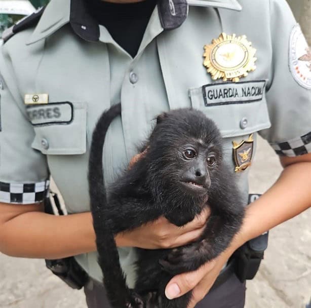 Guardia Nacional rescata a mono aullador de presunto traficante en límites de Veracruz y Tabasco
