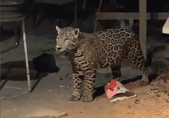 Jaguar aparece en patio de vivienda en Cancún y se hace viral en redes | VIDEO
