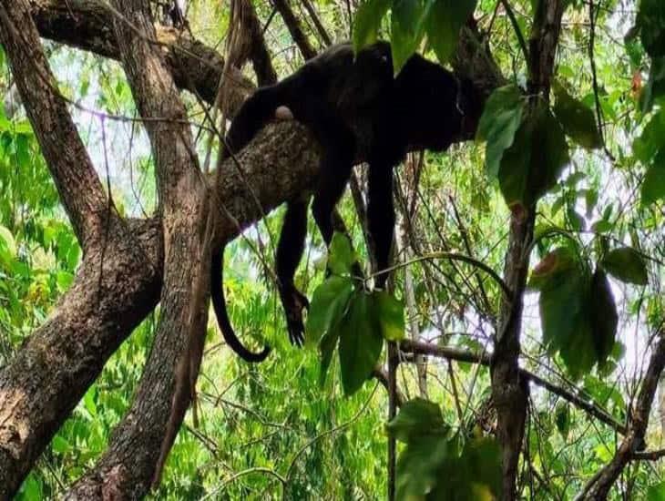 Más de 200 monos murieron durante ola de calor; Semarnat investigó 4 municipios veracruzanos