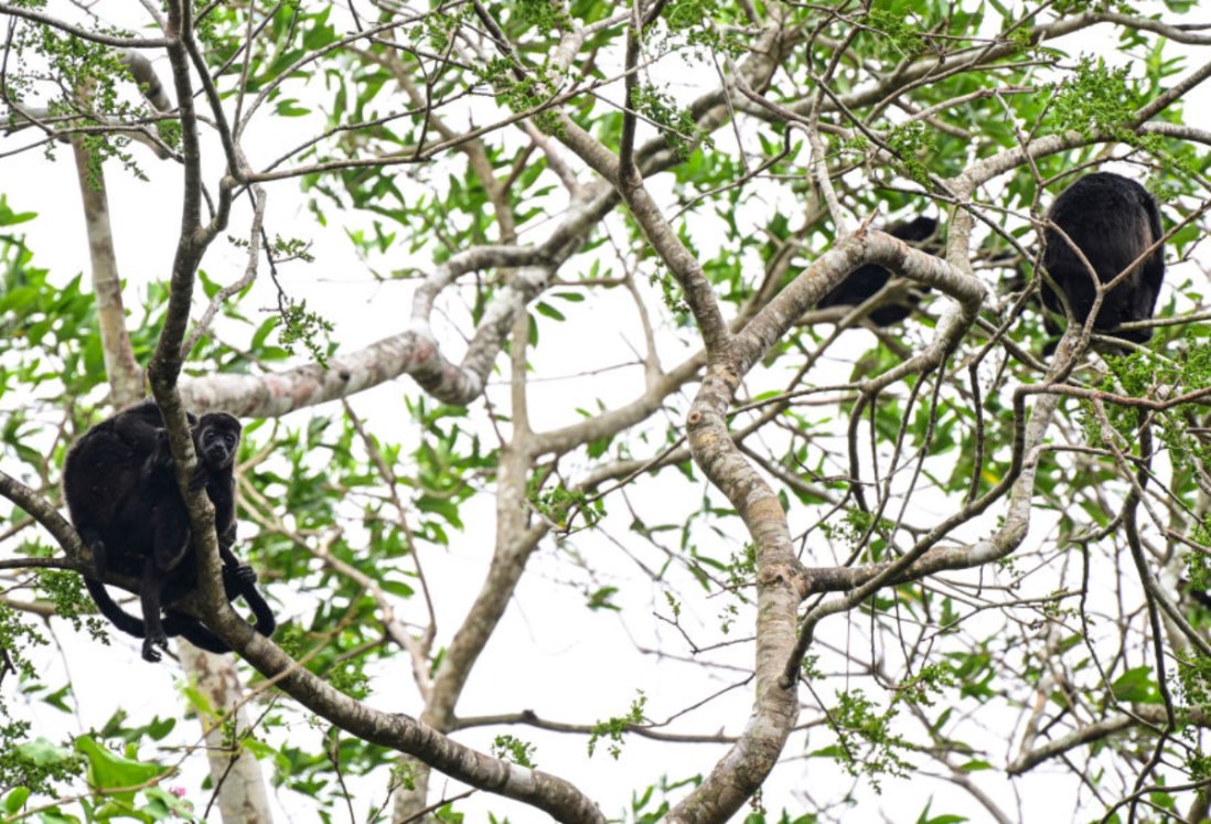 Localizan a 3 monos aulladores muertos por altas temperaturas en Hueyapan de Ocampo, Veracruz