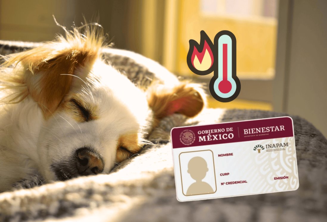 ¿Tu mascota sufre un golpe de calor? Checa los veterinarios en Veracruz con descuento INAPAM