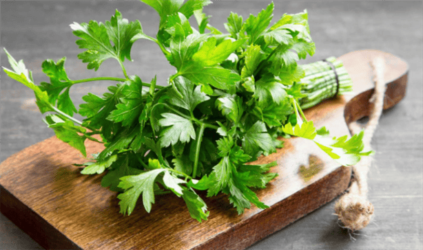 ¿Cilantro hasta en 400 pesos?; lista de alternativas para sazonar comida a bajo costo