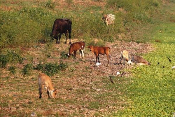 Dispone Sedarpa de 30 mdp para atender daños por sequía en Veracruz