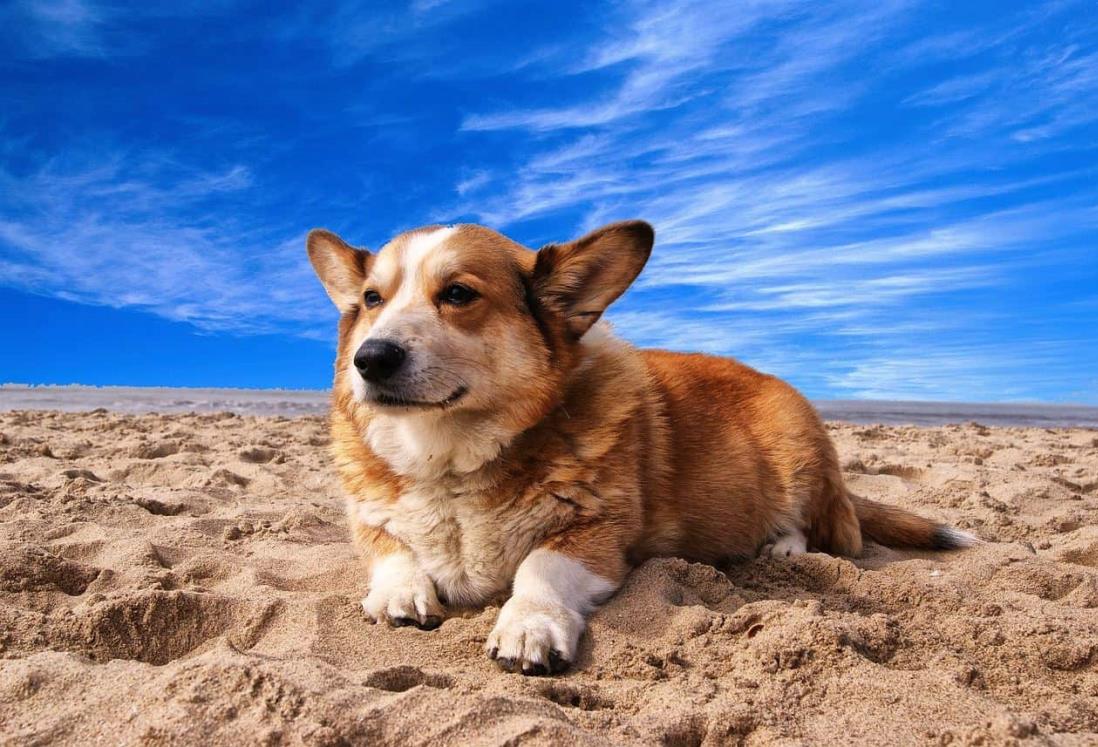 Protege a tus mascotas del calor extremo: consejos para evitar deshidratación y golpes de calor