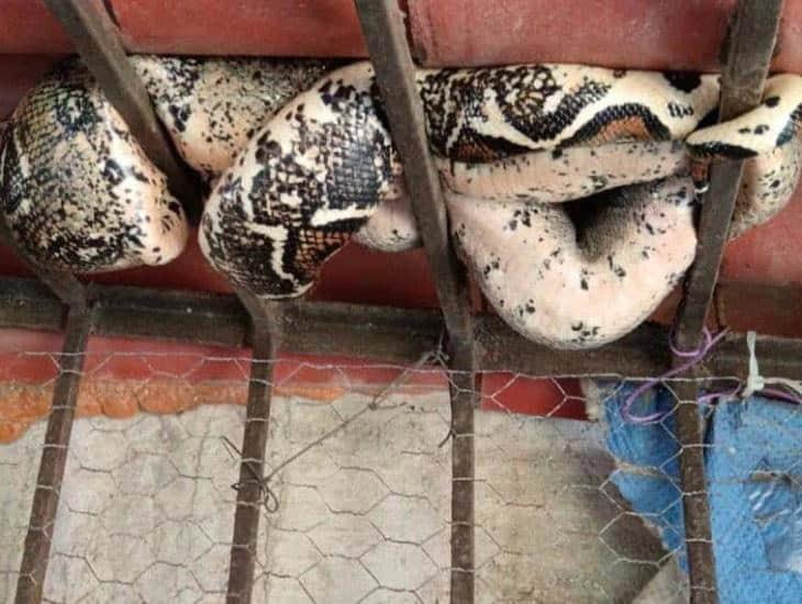 Capturan enorme serpiente en la colonia de Coatzacoalcos