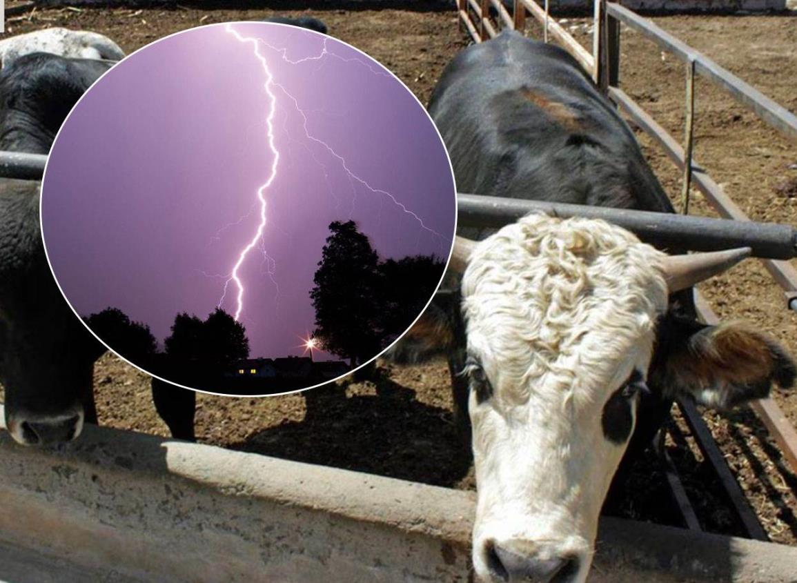 Temen muerte de ganado por tormentas eléctricas en Las Choapas