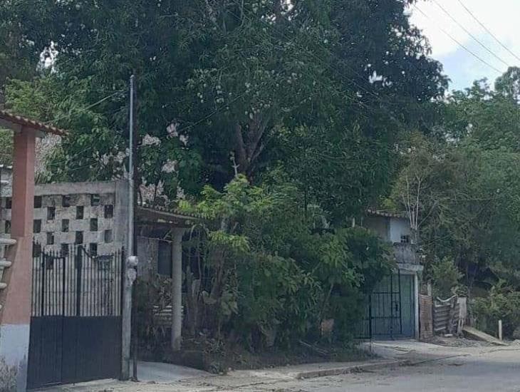 Negativa a poda de árbol habría prolongado problema de energía eléctrica en Villa Cuichapa 