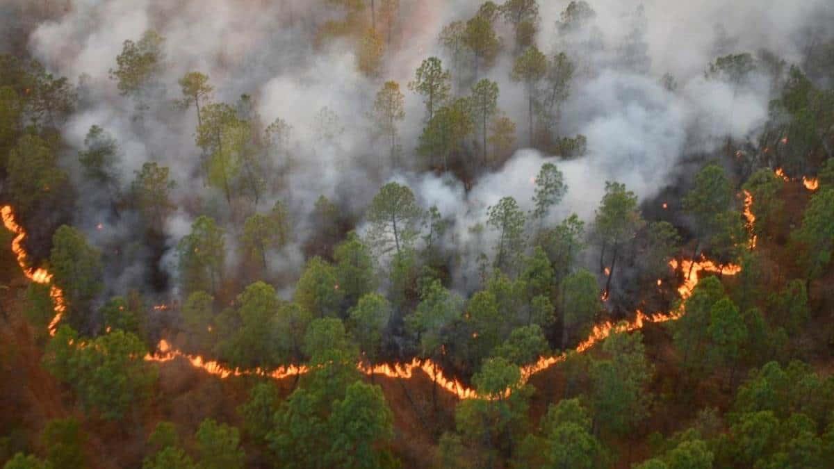 Proponen 20 años de prisión a quien provoque un incendio en bosque