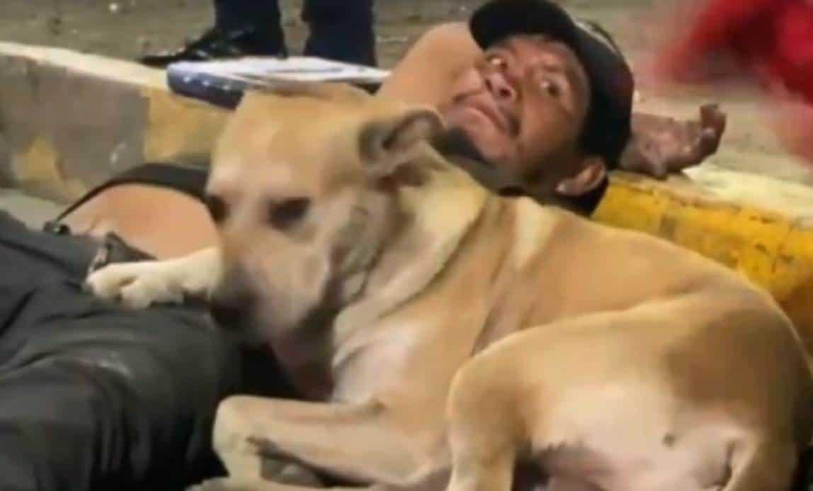 Perrito protege a su mejor amigo tras ser atropellado en la Ciudad de México