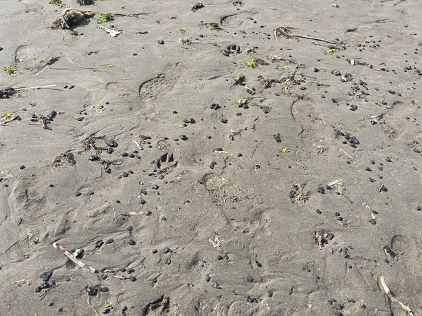 Encuentran chapopote en playa de Boca del Río