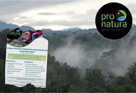 ¿Quieres ayudar a reforestar el Bosque de Niebla? Así puedes hacerlo