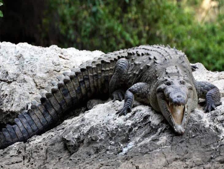 Sujeto escapa de cocodrilo en laguna de Tabasco tras intentar rescatar sus zapatos | VIDEO