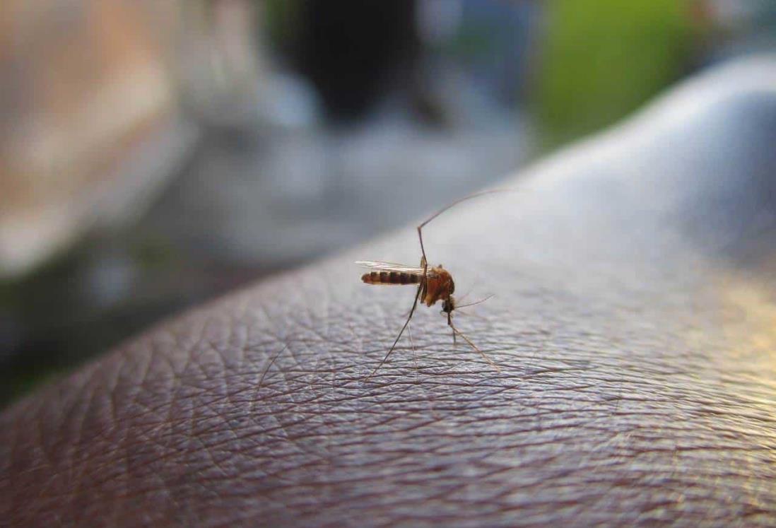 Van más de mil casos confirmados de dengue en Veracruz