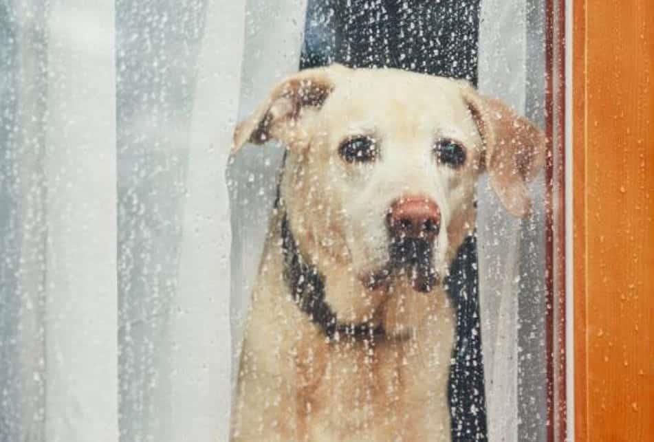 Piden proteger a las mascotas ante la llegada de lluvias en Veracruz