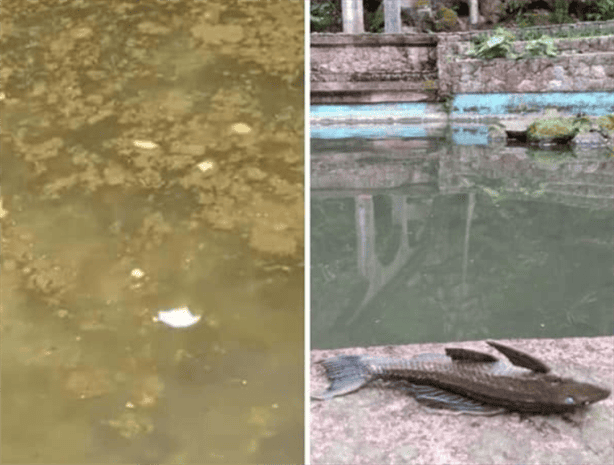 ¿Adiós Parque Natura?; ahora podría convertirse en zoológico, esto sabemos