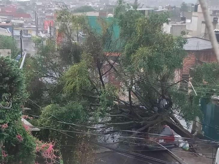 Lluvias, anegamientos y caídas de árboles; son los daños que deja la tormenta tropical Alberto en Veracruz