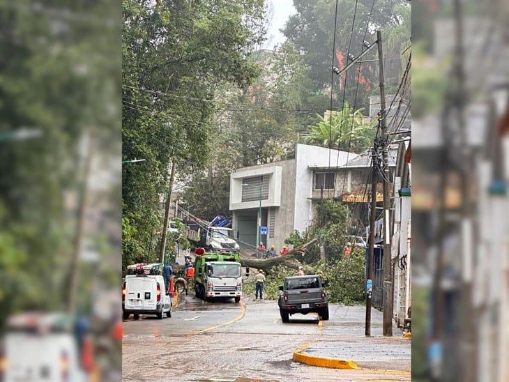 Lluvias ocasionan derribo de árboles en colonias de Xalapa