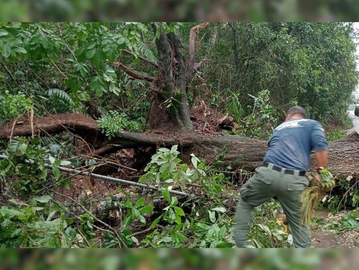 Lluvias ocasionan derribo de árboles en colonias de Xalapa