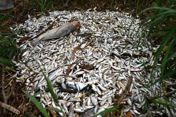 Reportan mortandad de peces en Lagos de Puente Moreno, en Medellín