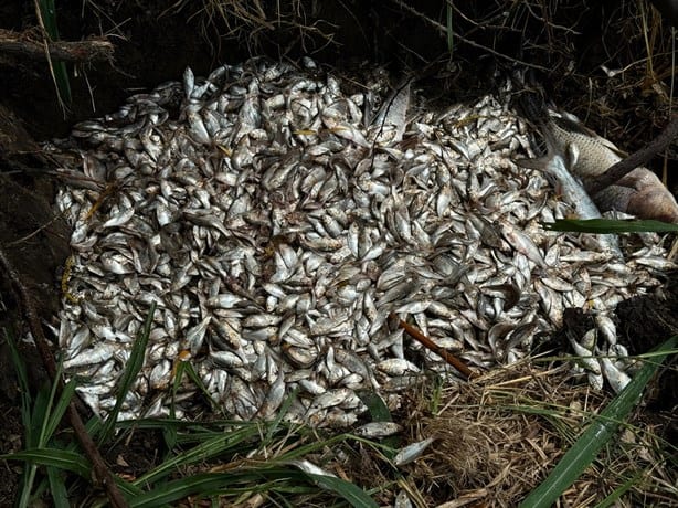 Reportan mortandad de peces en Lagos de Puente Moreno, en Medellín