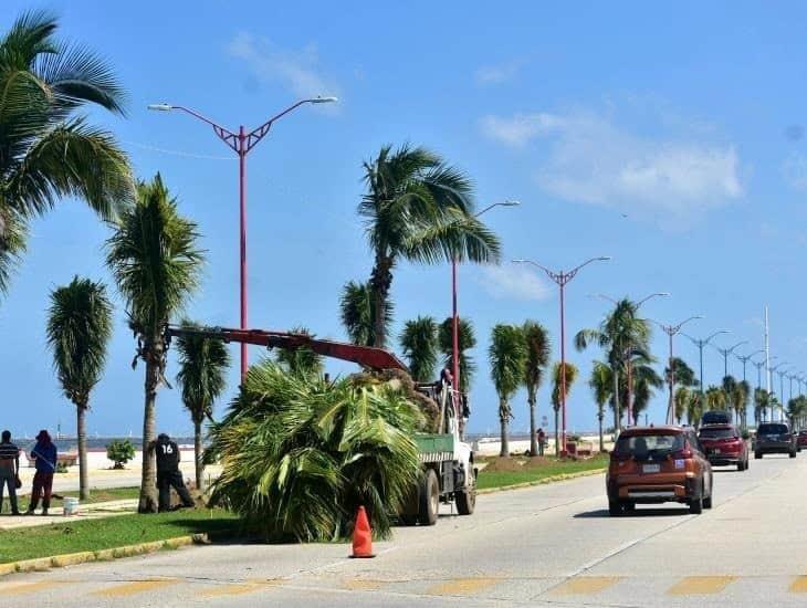 Activistas de Coatzacoalcos lanzarán programa de reforestación