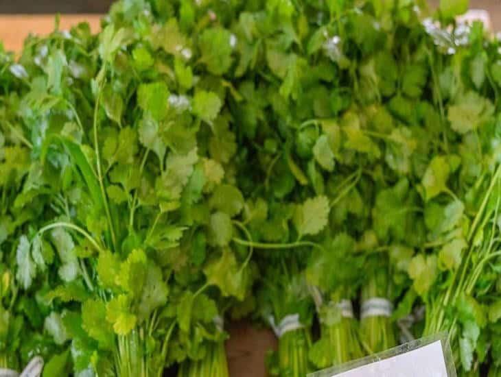 Cilantro se mantiene caro en mercados de Veracruz; taqueros ya no lo compran