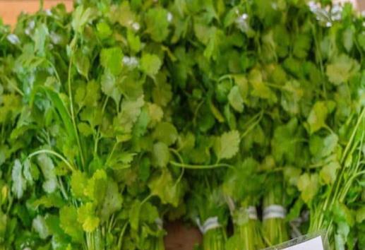 Cilantro se mantiene caro en mercados de Veracruz; taqueros ya no lo compran