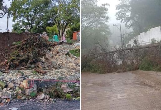 Caída de árbol, apagones y derrumbe de barda en Palo Verde; daños por lluvias en Xalapa  