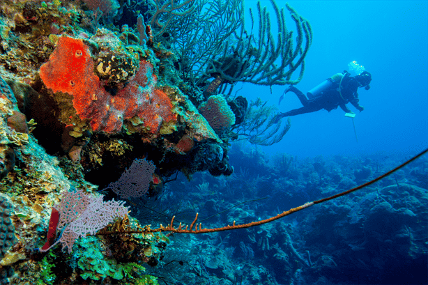 ¿Cómo los arrecifes de coral nos protegen de los huracanes?