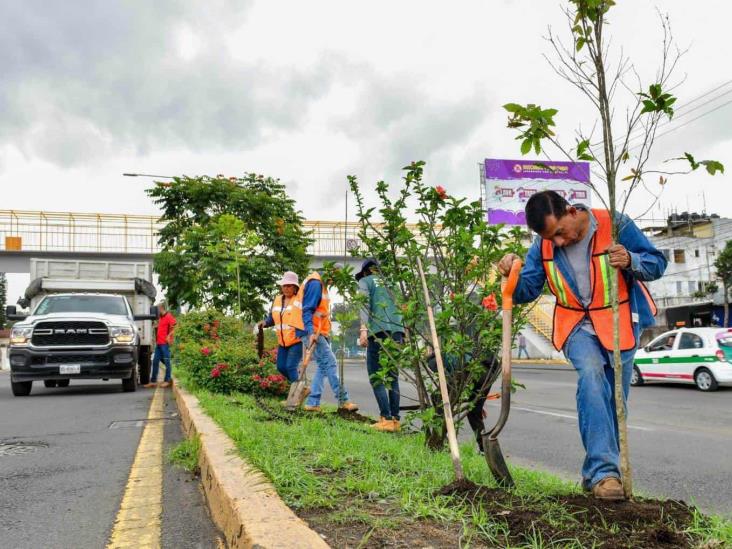 Ante inicio de lluvias, realizan en Xalapa jornada de plantación de árboles