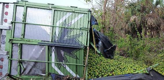 Rapiñan camión cargado de limones tras volcar en carretera de Actopan